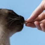 12 Consejos Vitales Para la Nutrición de tu Gato: El Equilibrio Perfecto para la Salud de tu Gato