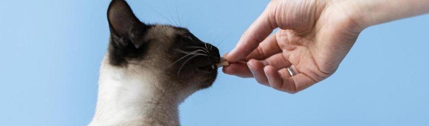 12 Consejos Vitales Para la Nutrición de tu Gato: El Equilibrio Perfecto para la Salud de tu Gato